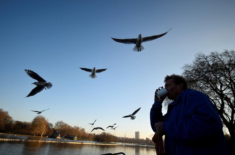 Seagulls fly over a man having a hot drink next to the Serpentine in Hyde Park, in London. Clodagh Kilcoyne / Reuters