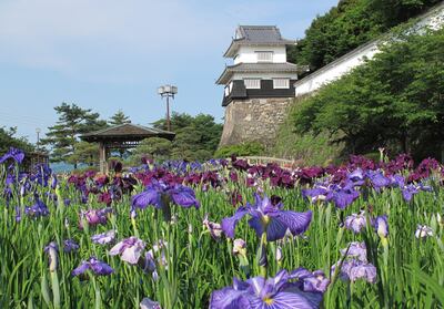 Iris at Omura Flower Festival. Courtesy www.visit-nagasaki.com 