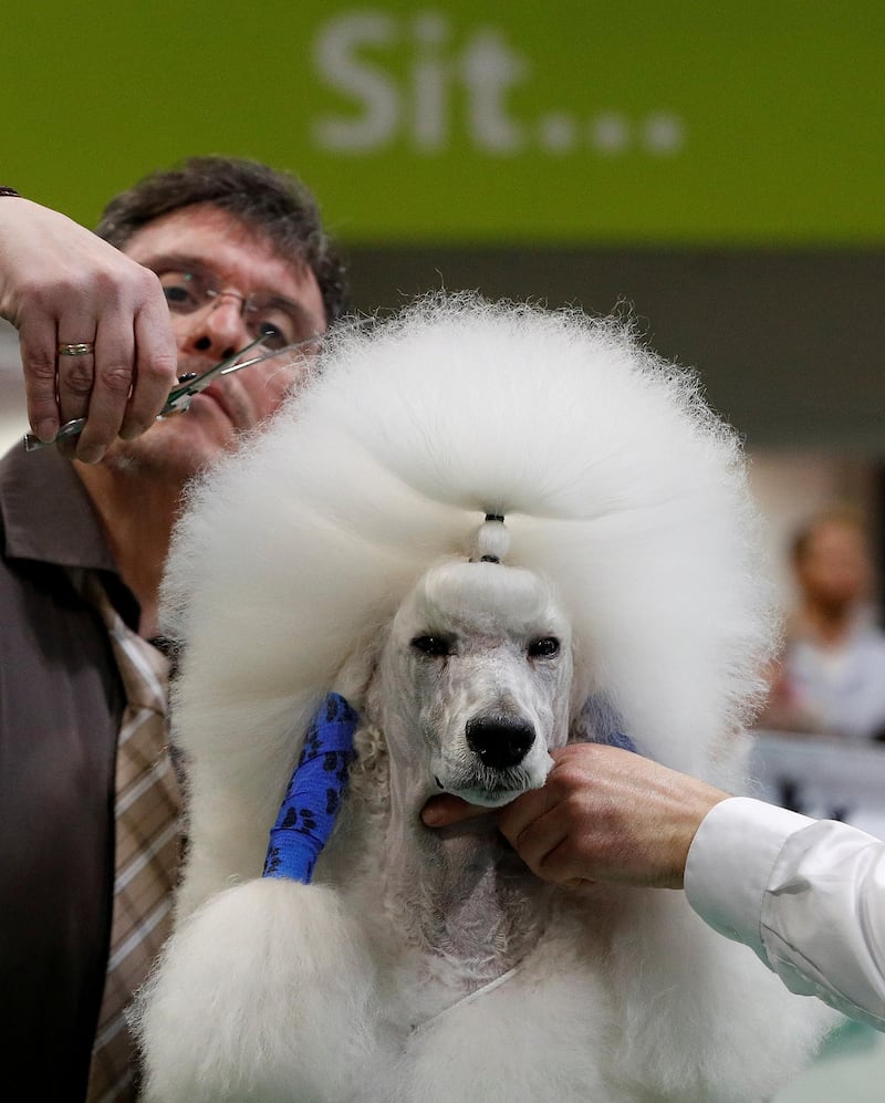 A Standard Poodle is groomed during the third day of the Crufts Dog Show. Darren Staples / Reuters