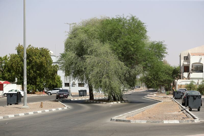A ghaf tree  in Al Bashashah Street in Al Ain. The ghaf is the national tree of the UAE as it is a historic and cultural symbol of stability and peace in the UAE’s desert environment.