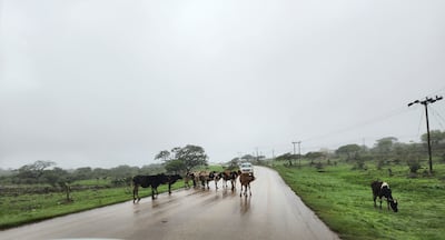 Cows on the road on the way to Taiq Cave and Sinkhole. Photo: Deeba Hasan