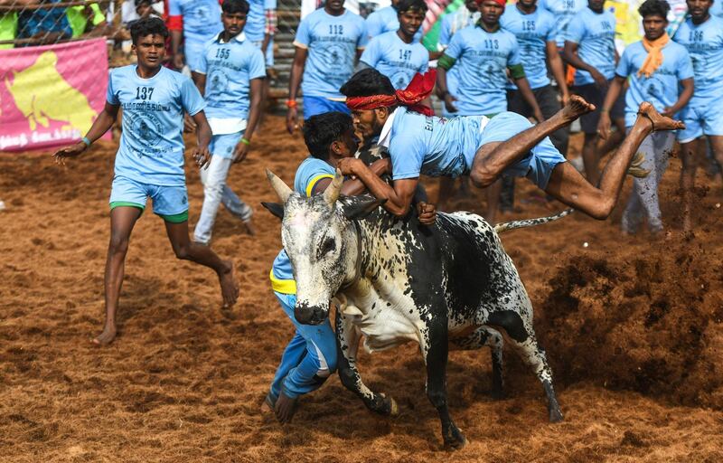 A participant jumps over while trying to control a bull. AFP