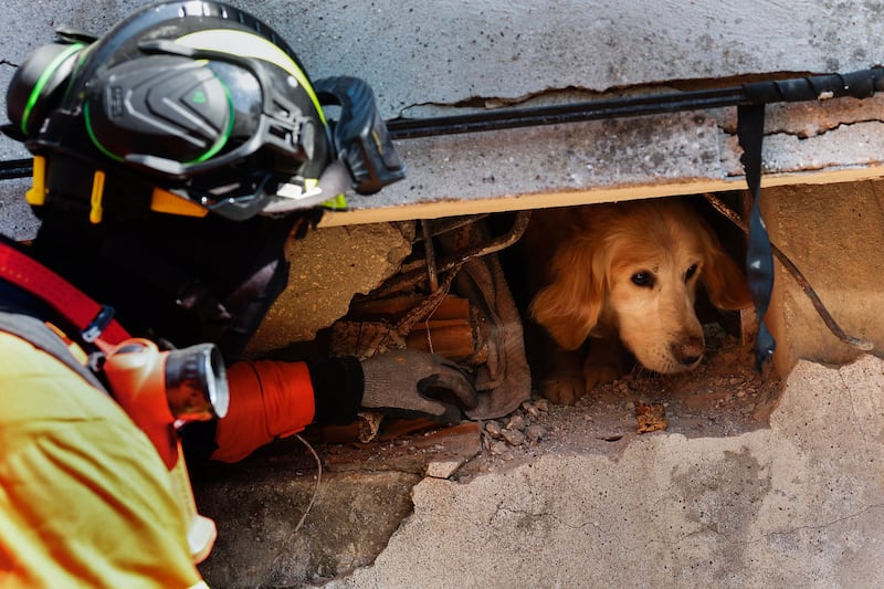 Portuguese rescue team members try to free the dog named Tarcin from the rubble in Antakya in Hatay. EPA