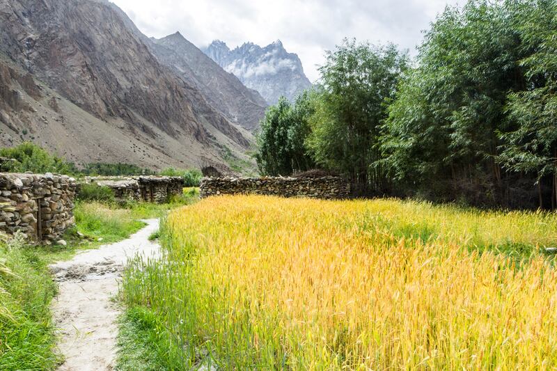 PT84E4 Wheat fields near Hushe village, Gilgit-Baltistan, Pakistan