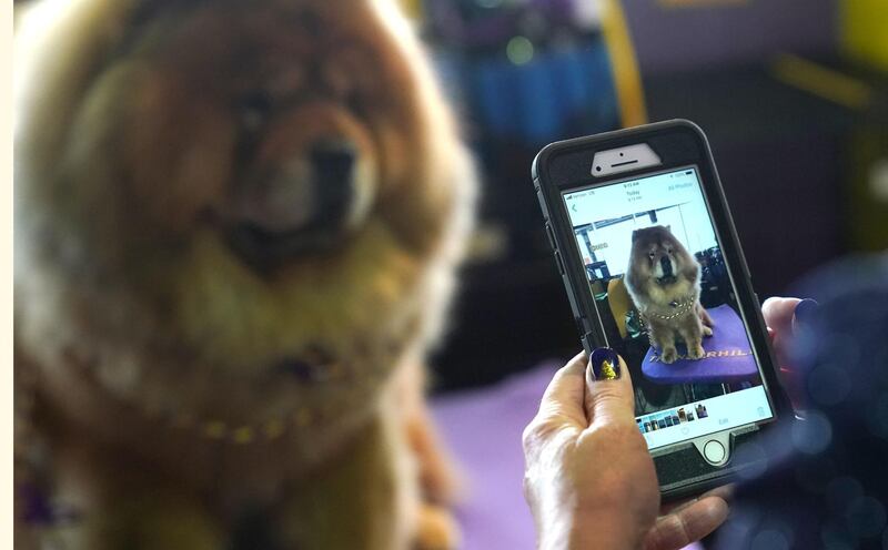 A Chow Chow chillaxes in the benching area. Photo: AFP