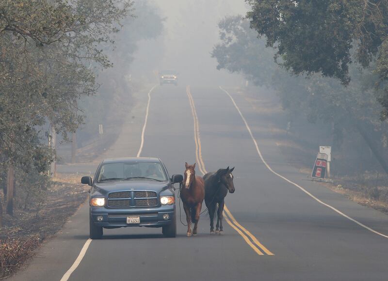 Pepe Tamaya leads horses, Sammy and Loli to safety from a deadly wildfire in Napa, California. Rich Pedroncelli / AP Photo