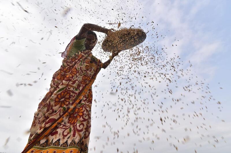 An Indian woman dries rice in rural Assam.  Biju Boro / AFP Photo