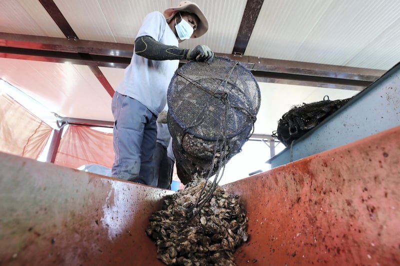 Fujairah, United Arab Emirates - Reporter: Kelly Clark. News. The Processing platform where the oysters are separated into different sizes and cleaned. Visit to the Dibba Bay Oysters farm in Fujairah. Dibba, Fujairah. Wednesday, January 13th, 2021. Chris Whiteoak / The National