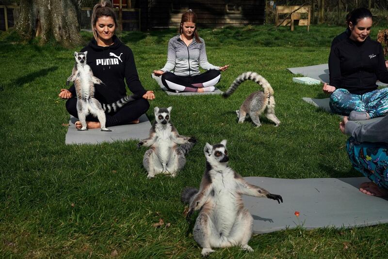 A Lemoga class at Armathwaite Hall hotel in Keswick, north west England, with lemurs from the Lake District Wild Life Park, creating a personal yoga experience which aims to heighten the sense of wellbeing for both lemur and human. AP