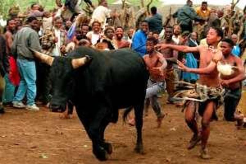 Zulu warriors chase after the chosen bull in the kraal or stable, Saturday December 9, 1995, at the Royal Palace in Nongoma, Kwa-Zulu Natal. As part of the annual first fruit ceremony which celebrates planting and food of summer, a mob of warriors have to kill a bull with their bare hands.   The spectacle Saturday at the Zulu royal kraal, or stable, near Nongoma in the northern hills of KwaZulu-Natal province blended chanting and tradition from the past with present-day politics. It is part of King Goodwill Zwelithini's bid to wrest control of his people from nationalist leader, and distant cousin, Mangosuthu Buthelezi. (AP Photo/Joao Silva)