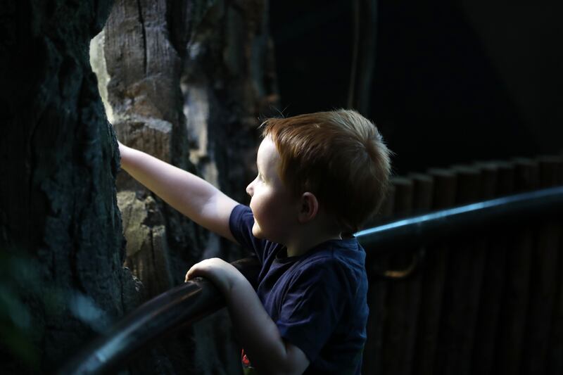 A young boy walks around the rainforest at night looking at the animals.