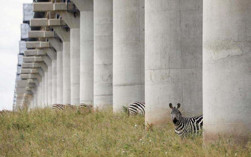 Zebras graze under the bridge of the Standard Gauge Railway line, inside the Nairobi National Park in Nairobi, Kenya. Reuters