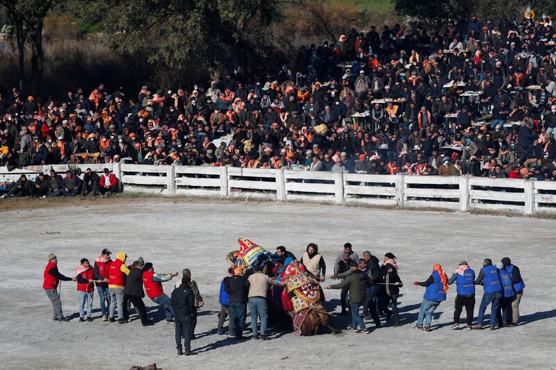 Owners and tether holders separate the animals after a wrestling camel is knocked down by its rival.