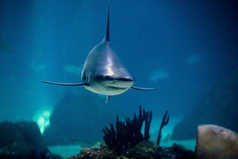 A bull shark at Lisbon Oceanarium, one of the biggest in the world. Bull sharks are becoming increasingly rare in the Arabian Gulf. EPA