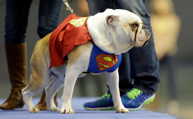 Buster, owned by Tara Walter, of West Des Moines, Iowa, walks on stage during the 34th annual Drake Relays Beautiful Bulldog Contest, Monday, April 22, 2013, in Des Moines, Iowa. The pageant kicks off the Drake Relays festivities at Drake University where a bulldog is the mascot. (AP Photo/Charlie Neibergall) *** Local Caption ***  Beautiful Bulldog.JPEG-0a86c.jpg