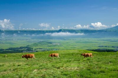 Cows graze on the grasslands around Mount Aso. Getty Images