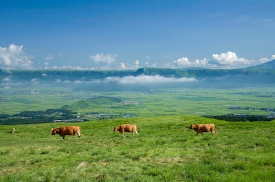 Cows graze on the grasslands around Mount Aso. Getty Images
