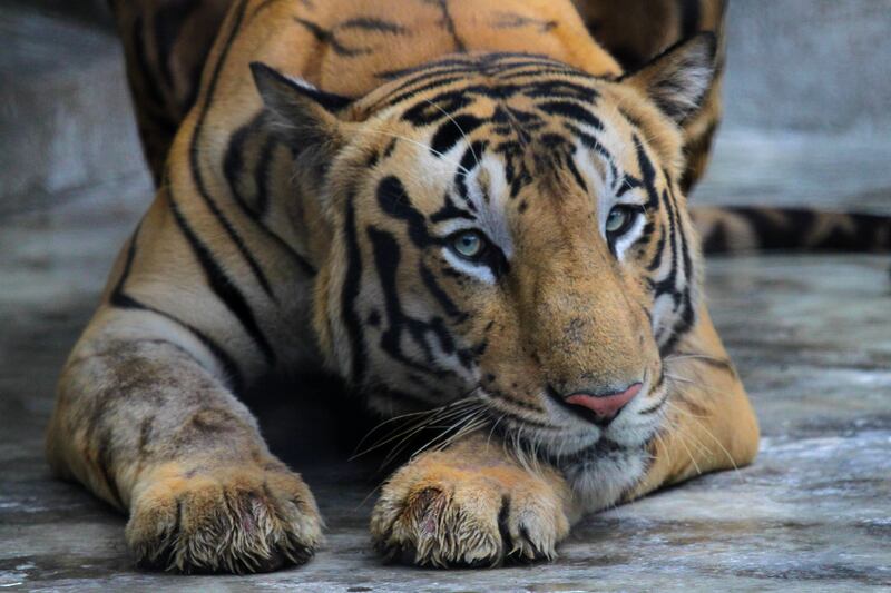 A Royal Bengal tiger. AP