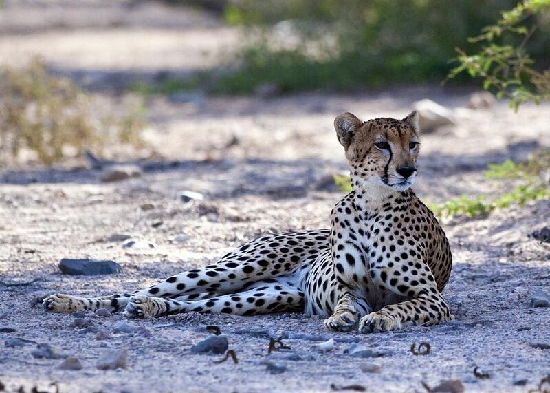 Some cheetahs and other big cats are kept as pets. Silvia Razgova / The National