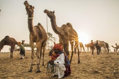 INDIA - 2016/11/14: Camels in pushkar fair. Pushkar is a popular Hindu pilgrimage spot that is also frequented by  tourists who visit the town for its annual cattle fair in pushkar, India. (Photo by Shaukat Ahmed/Pacific Press/LightRocket via Getty Images)