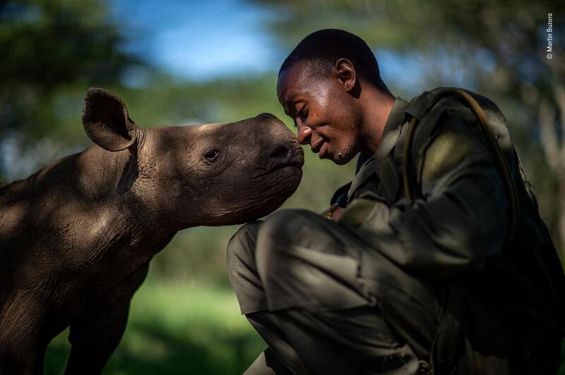 Highly commended: The surrogate mother by Martin Buzora, Canada. Elias Mugambi is a ranger at Lewa Wildlife Conservancy in northern Kenya. He often spends weeks away from his family caring for orphaned black rhinos like Kitui here. The young rhinos are in the sanctuary as a result of poaching or because their mothers are blind and cannot care for them safely in the wild. Martin Buzora / Wildlife Photographer of the Year