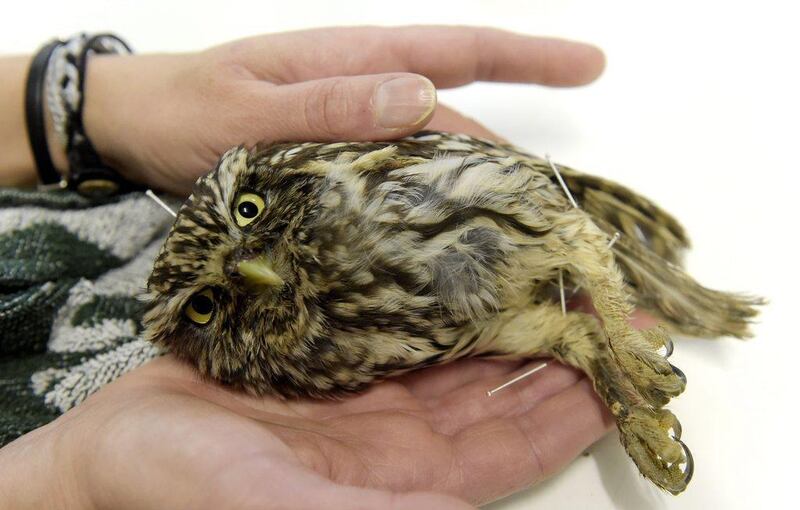 A ‘Little owl’, or Athene Noctua receives acupuncture treatment at Brinzal, an owl-rescue charity based in a park in the west of Madrid. About 1,200 birds are brought to the centre each year, of which about 70 per cent recover and can be returned to the wild. Gerard Julien / AFP Photo