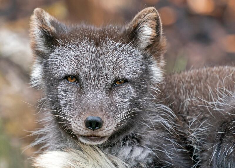 A polar fox  looks out from its enclosure at the animal park in Worms, 60 kilometres south-southwest of Frankfurt-am-Main, Germany.  EPA