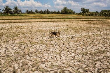 A dog walks over a drought hit plot of land in Ben Tre Province, Vietnam. Christian Berg / Getty Images