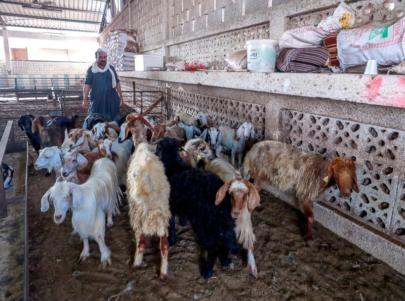 Abu Dhabi, U.A.E., August 22 , 2018.  Livestock shoppers for the second day of Eid Al Adha at the Abu Dhabi Livestock Market and the Abu Dhabi Public Slaughter House (Abu Dhabi Municipality) at the  Mina area. —  A market worker tends to hislivestock.
Victor Besa/The National
Section:  NA
For:  stand alone and stock images