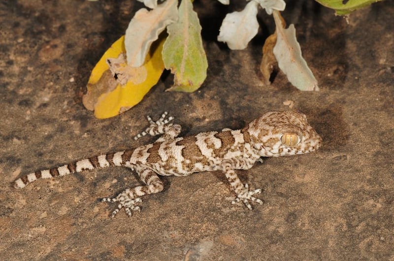 Trachydactylus spatalurus, a gecko found further south of the UAE, in Oman and Yemen, is similar in traits to the UAE’s Hajjar Mountains gecko. Photo courtesy Tomas Mazuch
