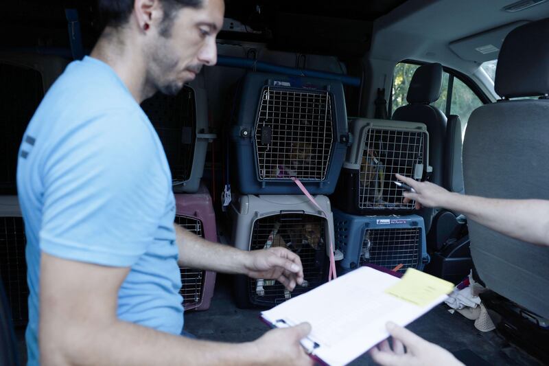 Beagles from Homeward Trails Animal Rescue are placed in a transportation vehicle before going to a veterinary clinic for spay and neuter operations. Getty Images / AFP
