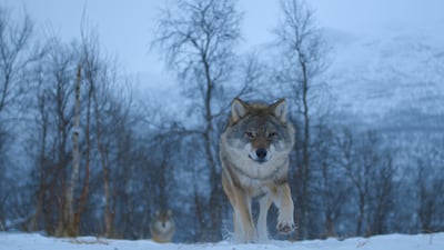 'Animal' follows some of the world's most magnificent creatures. Photo: Netflix