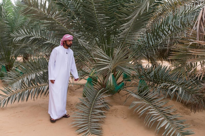 Liwa, United Arab Emirates, July 20, 2017:    Rashed Abdullah, winner of the largest date branch for the Liwa Date Festival at his farm in the Al Dhafra Region of Abu Dhabi on July 20, 2017. The festival runs from July 19th to 29th. The winning branch weighed in at 106.5kg. Christopher Pike / The NationalReporter: Anna ZachariasSection: News