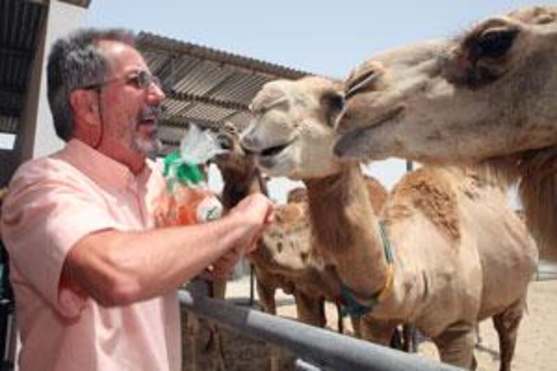 Dr Ulrich Wernery, the scientific director of the Central Veterinary Research Laboratory, feeds carrots to the camels at the laboratory in Dubai.