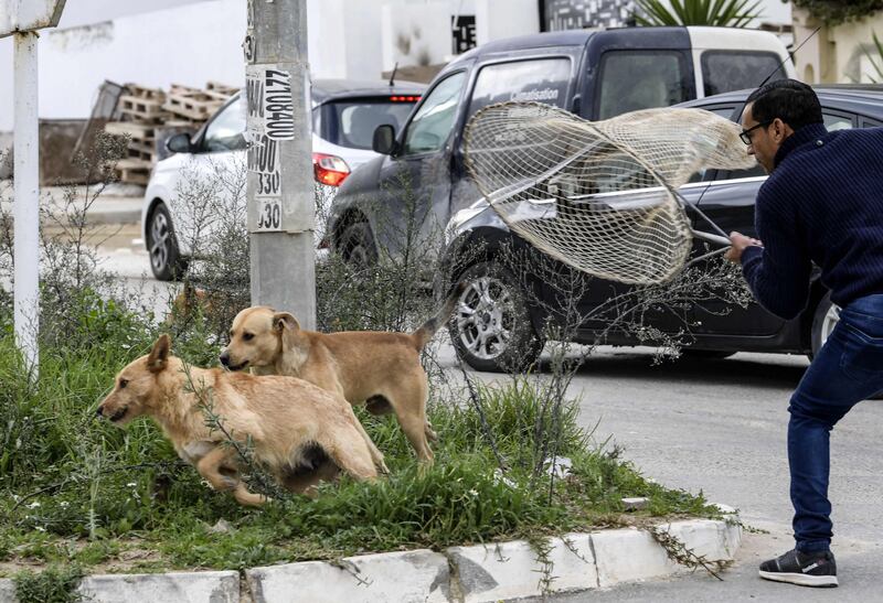 A Tunis municipal employee trying to catch stray dogs in El-Menzah 9 area of the Tunisian capital, before taking the animal to the Belvedere sterilisation centre.