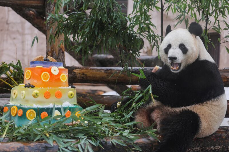 Ru Yi enjoys a specially decorated meal to mark International Panda Day at a zoo in Moscow. Reuters

