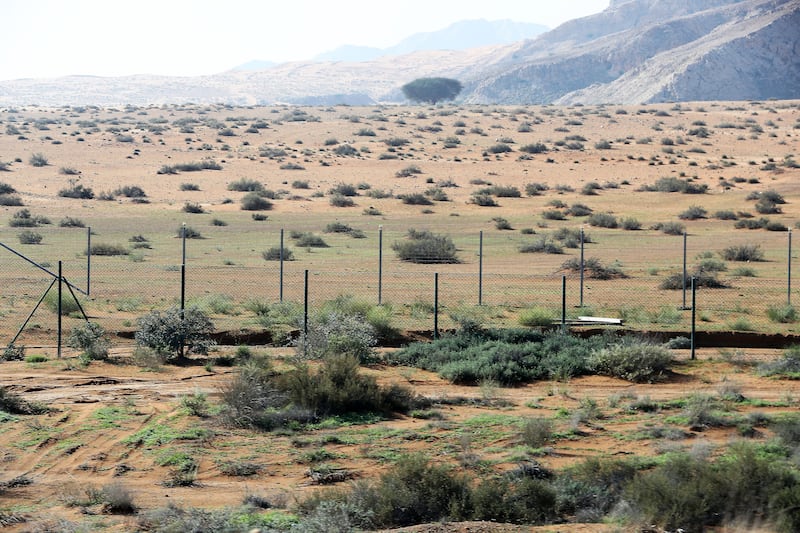 Shrubs are thriving in the desert