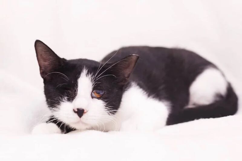 Nina, 1, female. Photo: 9 Lives