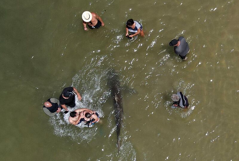 A nearby plant releases excess hot water into the sea, which in turn attracts sharks between November and April, reports said. AFP