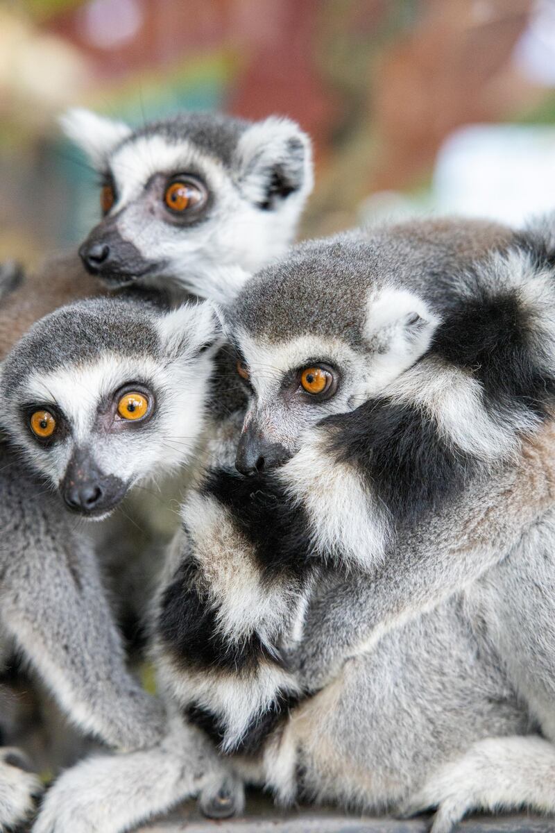 The lemurs will form part of The Green Planet's conservation breeding initiative. Courtesy The Green PlanetCourtesy The Green Planet