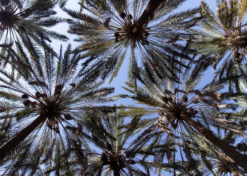 RIYADH, KINGDOM OF SAUDI ARABIA. 29 SEPTEMBER 2019. 
Date farm in Al Ula.  Al Ula is known also for it’s dates export.
(Photo: Reem Mohammed/The National)

Reporter:
Section: