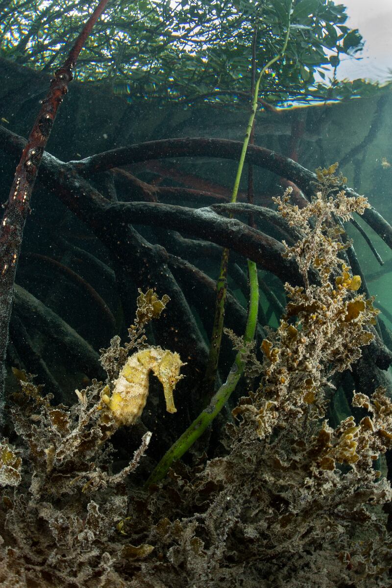 Highly Commended, Mangroves & Underwater, Joe Daniels,Mauritius. Photo: Joe Daniels / Mangrove Photography Awards