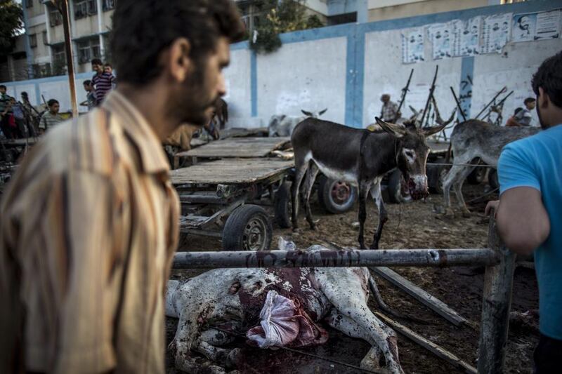 An animal belonging to displaced Palestinians sheltered at a UN school in Gaza City lies dead in a improvised corral after the area, including a UN school, was hit by shelling on July 30, 2014. Marco Longari / AFP Photo 