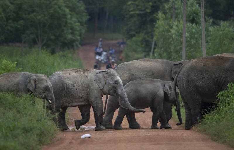 Wild elephants on August 18, 1016, crossing a dirt road in Pana, in the south-eastern province of Chantaburi , Thailand , where farmers are using bees to frighten them off their crops. Gemunu Amarasinghe / AP 