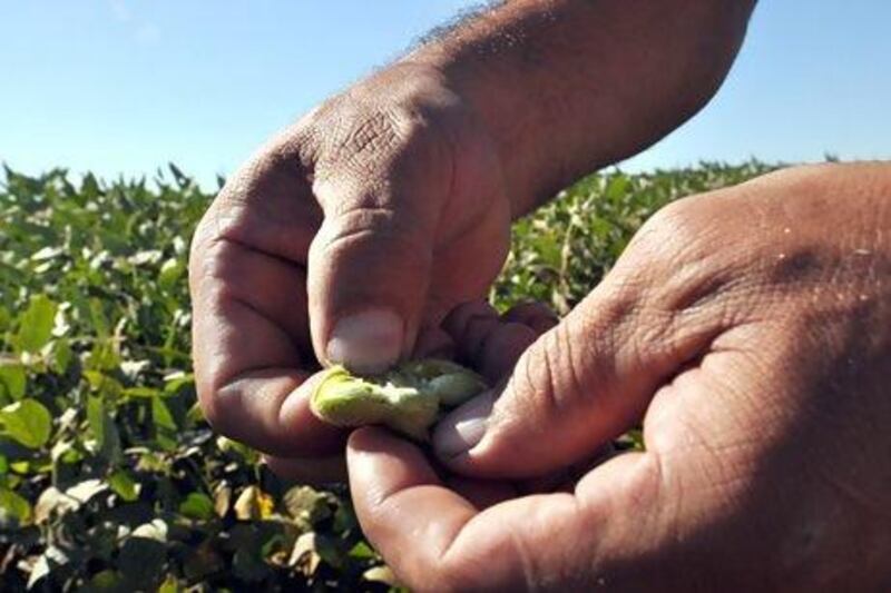 The EU relies on almost all of its soya bean needs fro imports. Norberto Duarte / AFP