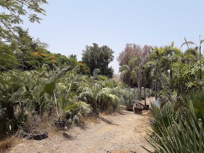 Large nurseries, like this one in Fujairah, are good places for 'alien' flora to run wild. Photo: Mikhail Korshunov