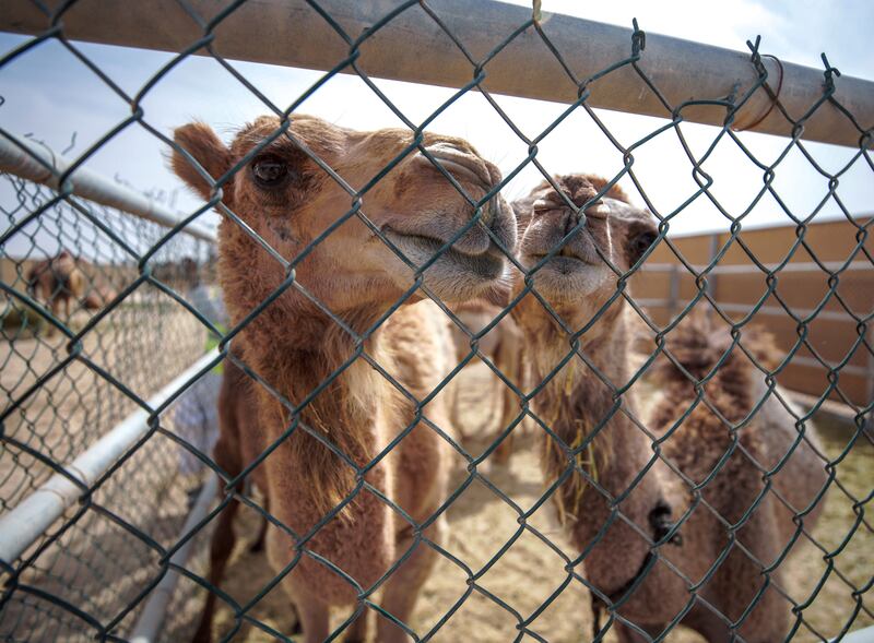 Calves in the gated area.