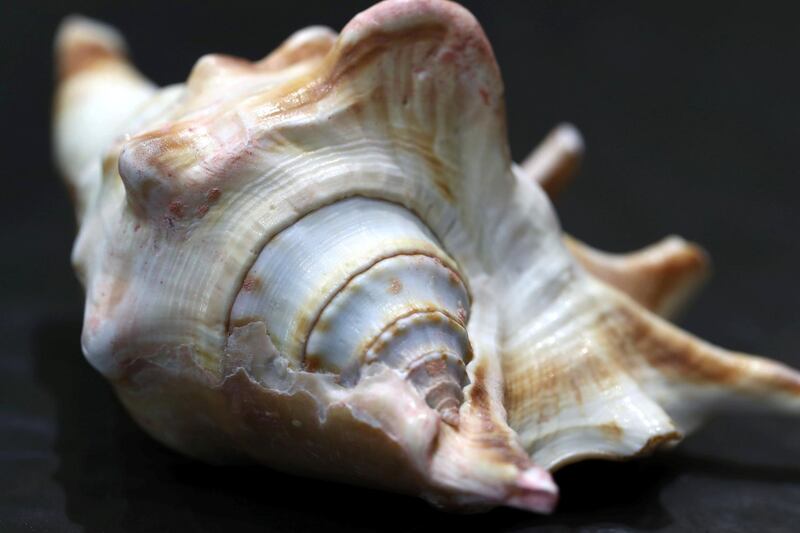 Sharjah, United Arab Emirates - July 10, 2019: Weekend's postcard section. A gastropod found in UAE seas at the Mleiha Archaeological Centre. Wednesday the 10th of July 2019. Maleha, Sharjah. Chris Whiteoak / The National