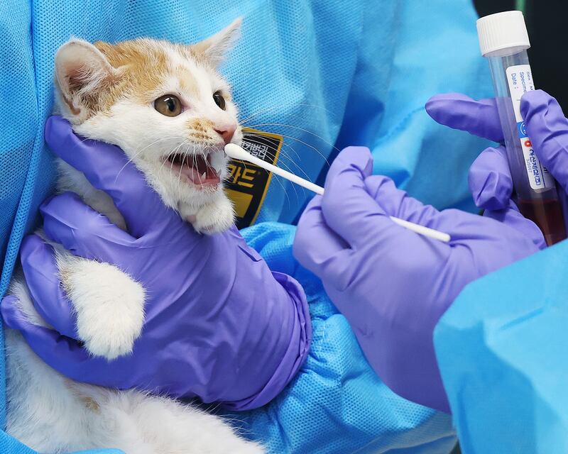 A vet takes a sample from a cat at an animal shelter in Yeoju, south-east of Seoul, South Korea, amid an outbreak of bird flu. EPA
