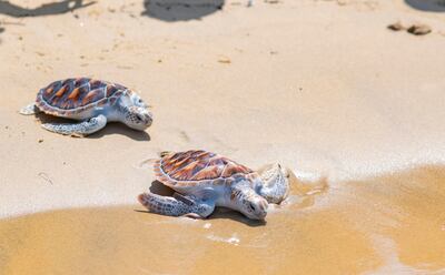 Fifty-four young green turtles were also released on the shorelines of the Anantara hotels in Phuket. Photo: Anantara